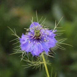 Savon glycériné à la Nigelle